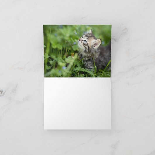 Kitten Liebe Karte (Innenseite)