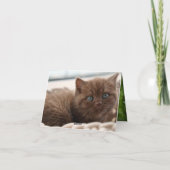 Kitten Liebe Karte (Rückseite)