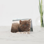 Kitten Liebe Karte (Rückseite)