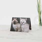 Kitten Liebe Karte (Rückseite)