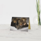 Kitten Liebe Karte (Vorderseite)