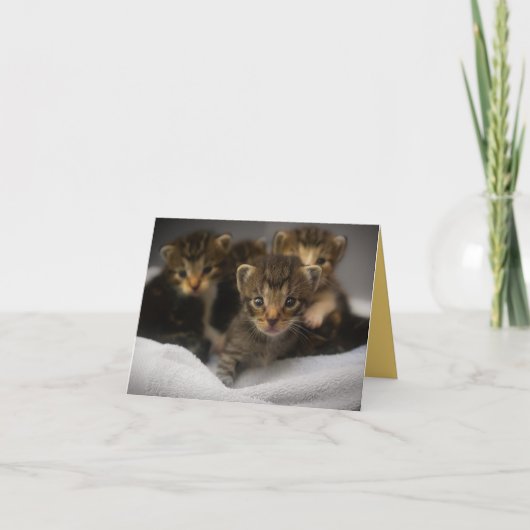 Kitten Liebe Karte (Vorderseite)