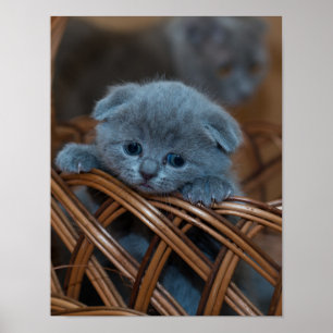 Kitten Liebe Poster