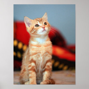 Kitten Liebe Poster