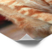 Kitten Liebe Poster (Ecke)