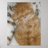 Kitten Liebe Poster (Vorne)