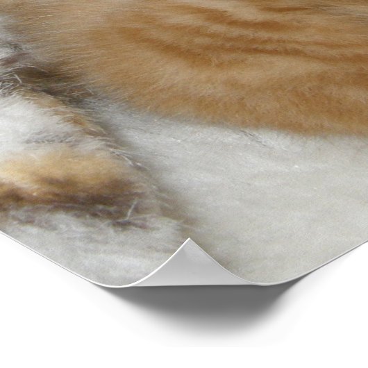 Kitten Liebe Poster (Ecke)