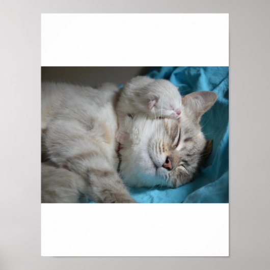 Kitten Liebe Poster (Vorne)