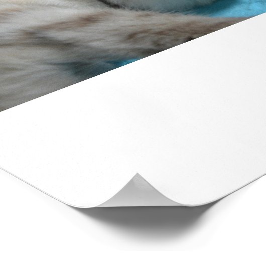 Kitten Liebe Poster (Ecke)