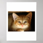 Kitten Liebe Poster (Vorne)