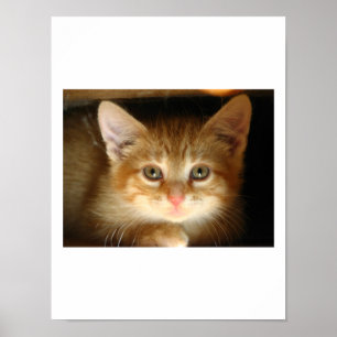 Kitten Liebe Poster