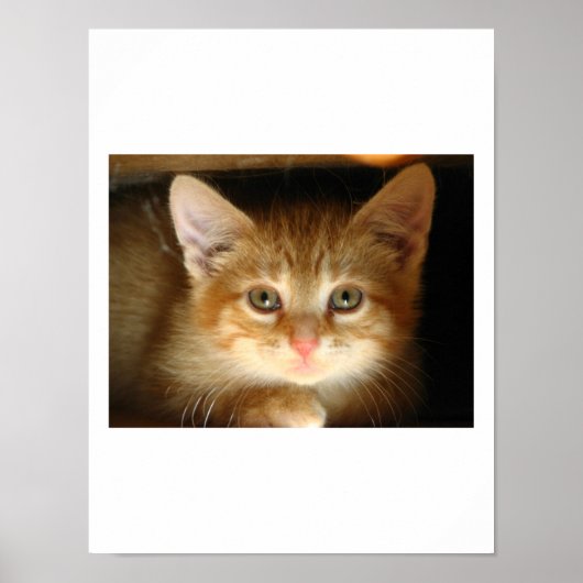 Kitten Liebe Poster (Vorne)