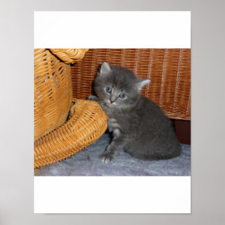 Kitten Liebe Poster