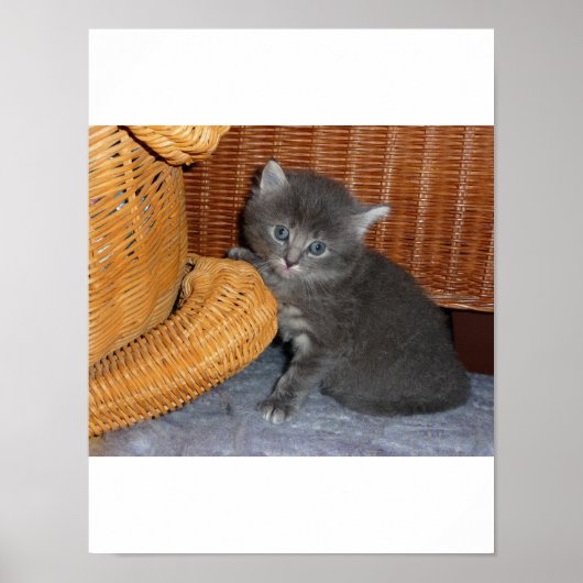 Kitten Liebe Poster (Vorne)