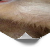 Kitten Liebe Poster (Ecke)