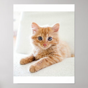 Kitten Liebe Poster