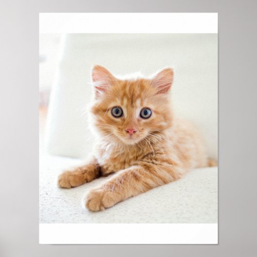 Kitten Liebe Poster (Vorne)