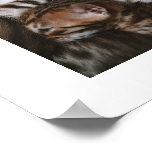 Kitten Liebe Poster (Ecke)