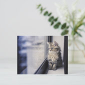 Kitten Looking Out Window Postkarte (Stehend Vorderseite)
