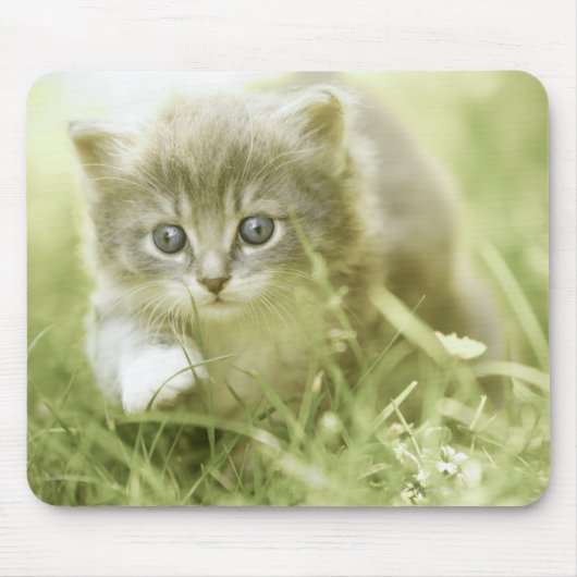 Kitten macht Schritte im Gras Mousepad (Vorne)