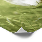 Kitten macht Schritte im Gras Poster (Ecke)