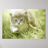 Kitten macht Schritte im Gras Poster (Vorne)