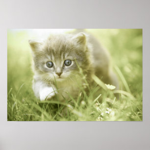 Kitten macht Schritte im Gras Poster