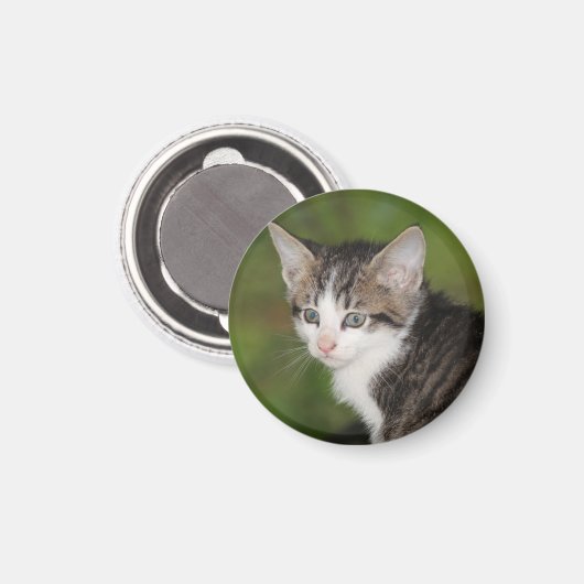 Kitten Magnet (Vorderseite/Rückseite)