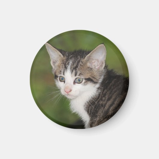 Kitten Magnet (Vorne)