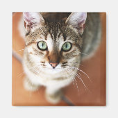 Kitten Magnet (Vorne)