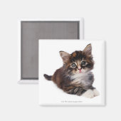 Kitten Magnet (Vorderseite/Rückseite)