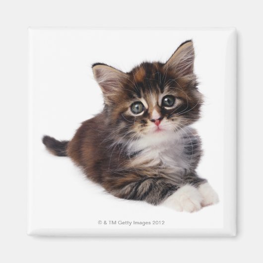 Kitten Magnet (Vorne)