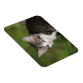 Kitten Magnet (Rechte Seite)