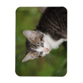 Kitten Magnet (Vertikal)