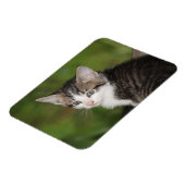 Kitten Magnet (Linke Seite)