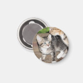 Kitten Magnet (Vorderseite/Rückseite)