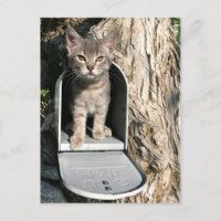 Kitten mail