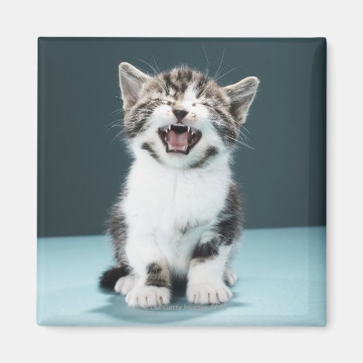 Kitten Mäsion Magnet (Vorne)