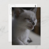 Kitten Meining Postcard Postkarte (Vorne/Hinten)