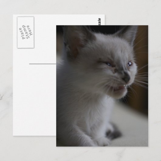Kitten Meining Postcard Postkarte (Vorne/Hinten)