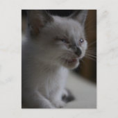 Kitten Meining Postcard Postkarte (Vorderseite)
