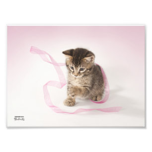 Kitten mit Ribbon Fotodruck