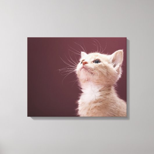 Kitten mit Whiskers Leinwanddruck (Vorderseite)