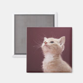 Kitten mit Whiskers Magnet (Vorderseite/Rückseite)