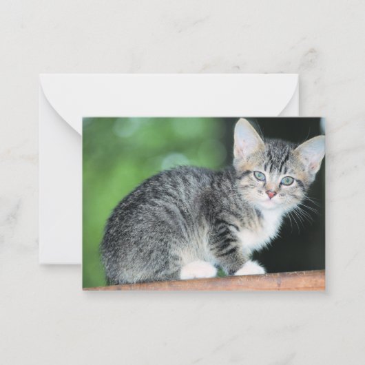 Kitten Mitteilungskarte (Vorderseite)