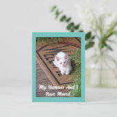 Kitten Moving Postcard Postkarte (Stehend Vorderseite)