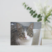 Kitten Nah Postkarte (Stehend Vorderseite)