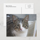 Kitten Nah Postkarte (Vorne/Hinten)