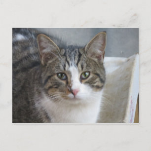 Kitten Nah Postkarte