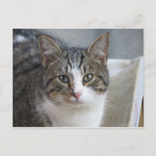 Kitten Nah Postkarte (Vorderseite)